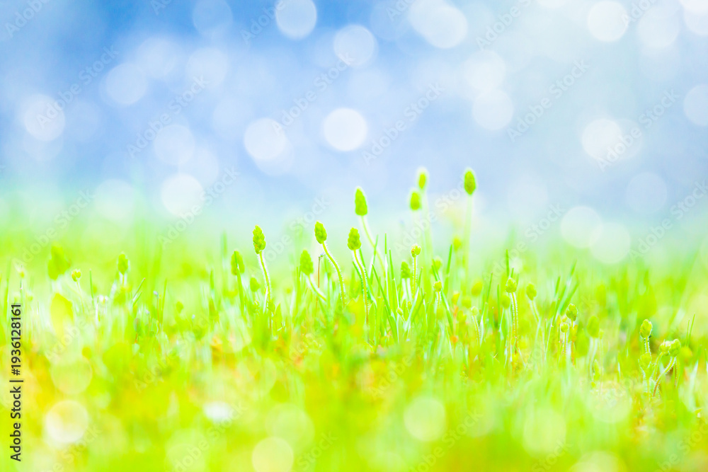 Obraz premium 雑草に光