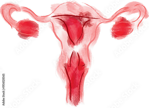 Hand drawn and watercolor painted uterus