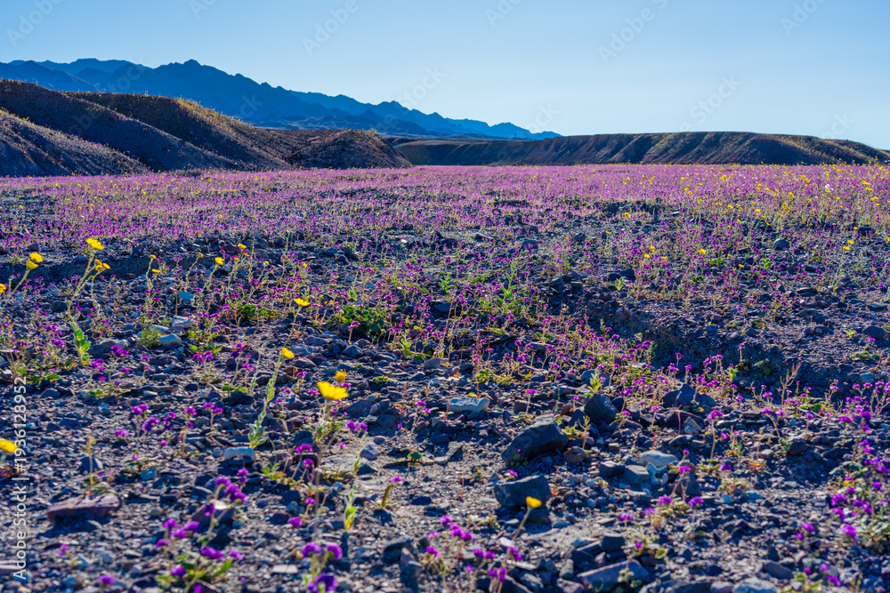 Obraz premium Purple and yellow wildflowers blanket the desert landscape during a superbloom in Death Valley National Park, California. 