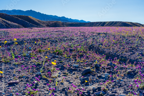 Purple and yellow wildflowers blanket the desert landscape during a superbloom in Death Valley National Park, California. 