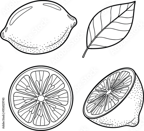 Lemon Citrus Fruit Outline Illustration Set with Whole Lemon Slice Half Lemon and Leaf Fresh Food Line Vector Collection