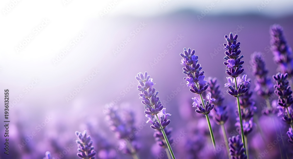 Obraz premium Purple lavender flowers blooming in soft morning mist with dreamy pastel background