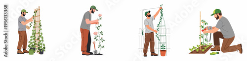 A man performs various gardening tasks, providing support for climbing plants, tying vines to trellises, and cultivating roses and vegetables in his garden.