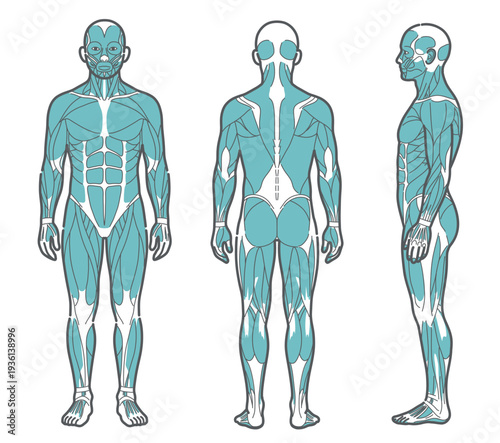 男性の全身筋肉図・人体解剖図のイラストセット（正面・背面・側面）