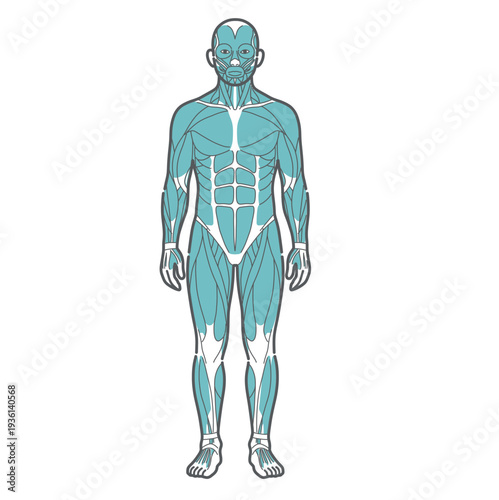 男性の全身筋肉図・人体解剖図のイラスト（正面・前面）