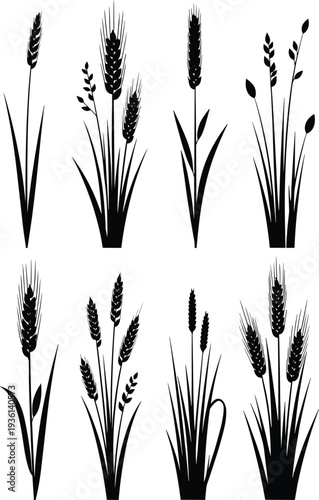 Wheat and barley plant silhouette collection in black vector illustration isolated on white background, detailed cereal crop set for agriculture and organic design