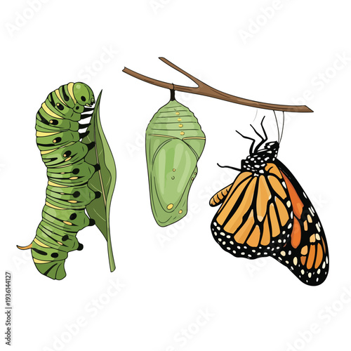 Monarch Butterfly Life Cycle Stages Caterpillar Chrysalis.