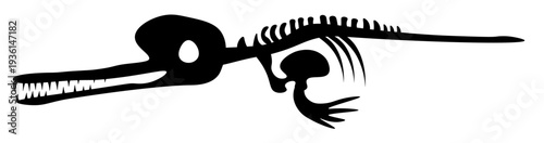 river dolphin skeleton