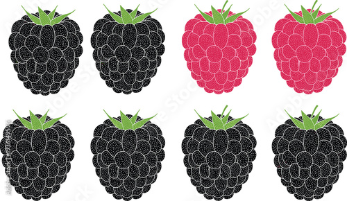 Raspberry fruit illustration set, fresh berry icons collection, black and red raspberry design, organic summer fruit vector illustration