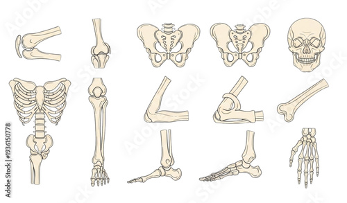 A detailed vector illustration of the human skeletal system