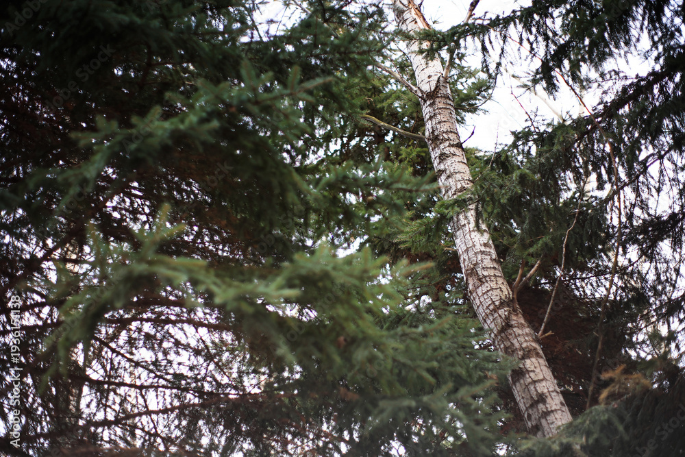 Fototapeta premium Sapin dans la forêt. Branches de conifères et de bouleaux dans la forêt. Québec, Canada