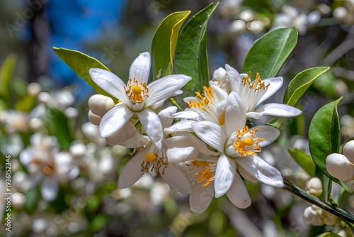 Beautiful Citrus Blossom with Delicate White Petals and Green Leaves