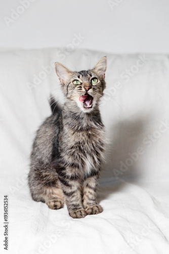 kitten on a white background
