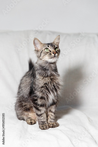 cat on a bed