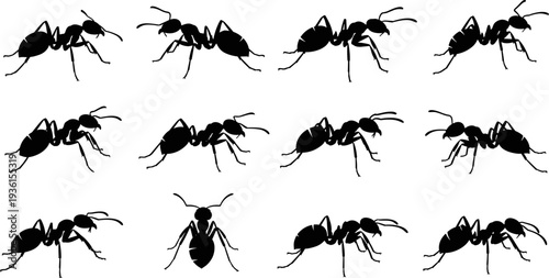 Set of ant insect silhouettes in side and top views, black vector illustration collection, isolated wildlife symbols for logo, education, and design use