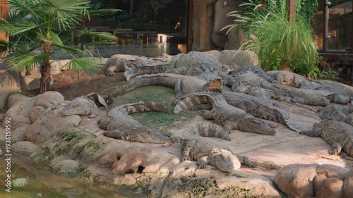 Multiple crocodiles clustered by shallow pond, overlapping bodies form textured mound along water margin, muted vegetation and midday light create quiet congregation, natural camouflage and stillness