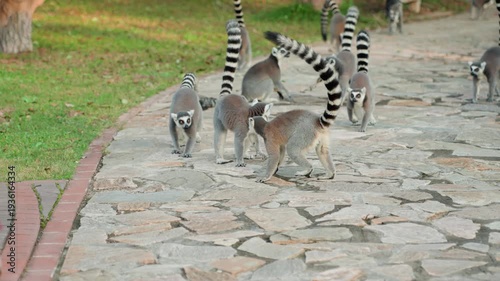 Ringtailed lemurs walking on stone path, troop moving together through sunlit park, striped tails raised, juveniles and adults foraging near trees, relaxed curious mood, soft golden light, textured