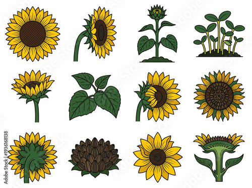 Complete sunflower life cycle and anatomical parts collection with seeds blossoms and leaves for agricultural education and botanical research