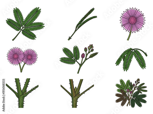 Mimosa pudica sensitive plant parts collection vector illustration of leaves flowers thorns and stems of shameplant isolated on white background