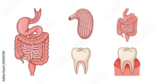 Human Digestive System Anatomy, Stomach, Intestines, Tooth, Gums - Medical Illustration