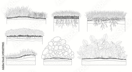 Cross-section of different soil layers and plant root systems