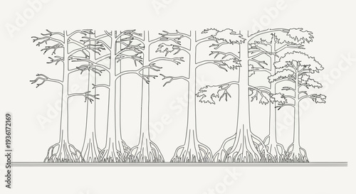Cypress Trees with Buttress Roots in a Row, Black and White Line Drawing