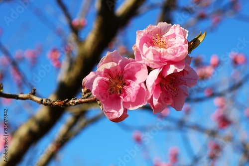 春に咲く桃の花　