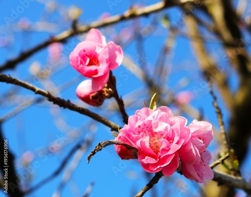 陽ざしを浴びて咲く桃の花　春の風景