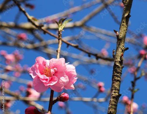陽ざしを浴びて咲く桃の花　春の風景