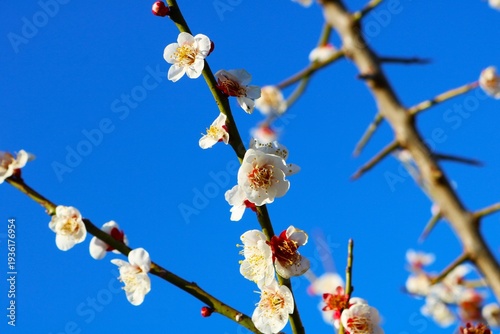 春の訪れ梅の花　陽ざし　風景