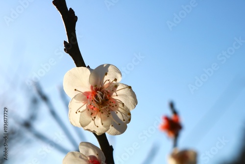 春の訪れ梅の花　陽ざし　風景