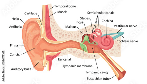 Ear anatomy illustration showing the human ear structure in detail