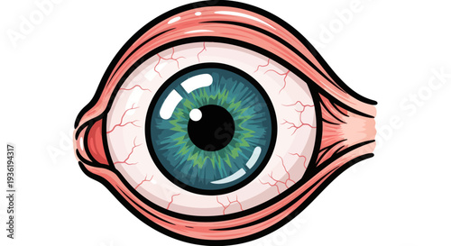 Detailed Illustration of a Human Eyeball with Green Iris and Visible Veins.