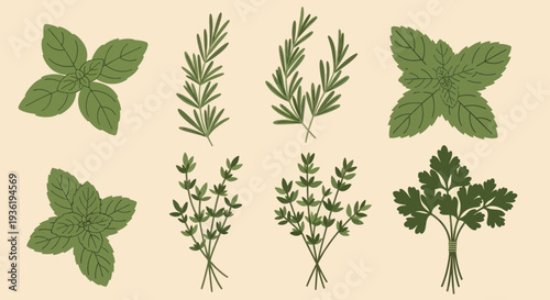 Fresh Aromatic Herbs Collection - Basil, Rosemary, Thyme, and Parsley.