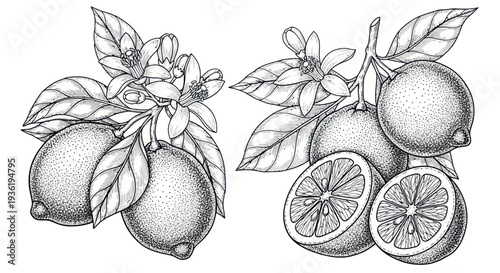 Hand Drawn Sketch of Lemons with Leaves and Blossoms.