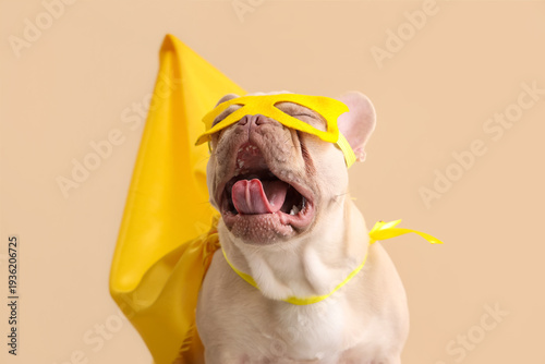 Cute French bulldog in supe...