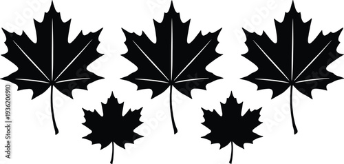 Silhouette illustration of maple leaves in different sizes, showcasing botanical diversity, natural design elements, autumn foliage, and seasonal plant variation.