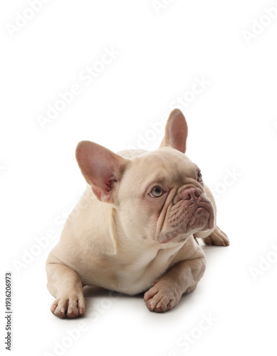 Adorable french bulldog lyi...