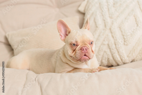 Adorable french bulldog lyi...