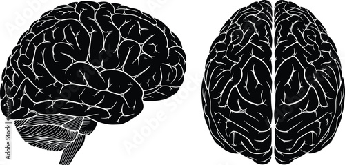 Human brain anatomy illustration, side and top view, detailed neural structure, neuroscience concept, medical science, mind intelligence symbol black silhouette