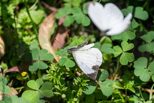 MARIPOSA