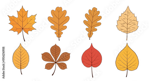 Collection of colorful autumn leaves vector illustration set with maple oak birch chestnut and linden foliage isolated on white background for seasonal design.