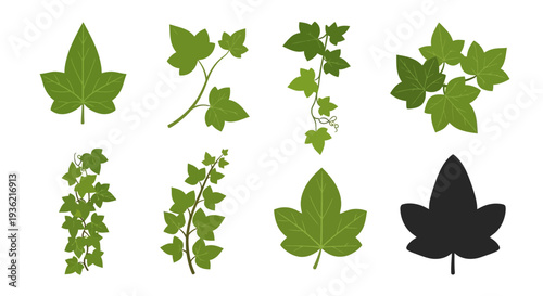 Set of Green Ivy Leaf Vector Illustrations and Climbing Vine Elements Isolated on White Background for Nature Design Projects, Botanical Art, and Foliage Graphics.