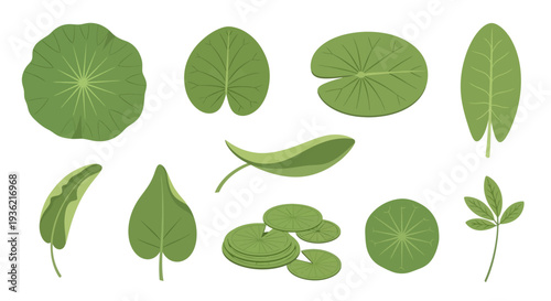 Vector Illustration Collection of Various Green Aquatic Plant Leaves and Lily Pads Including Lotus and Water Lily Foliage Isolated on a Clean White Background.