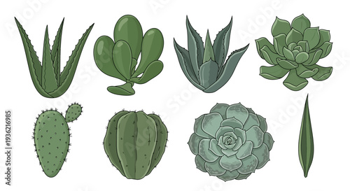 Vector Illustration Collection of Green Succulent Plants and Cacti Including Aloe Vera, Echeveria, Jade Plant, and Prickly Pear Isolated on White Background.