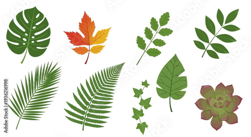 Vector collection of various tropical and temperate plant leaves including monstera, palm, fern, maple, and succulent isolated on a clean white background.