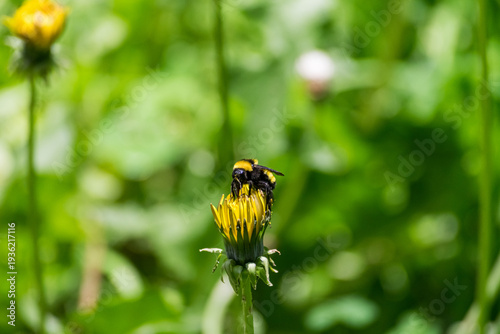 ABEJA