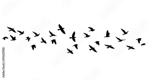 Black, silhouette, set, of, various, birds, flying, in, a, flock, across, a, white, background, for, nature, wildlife, sky, and, freedom,