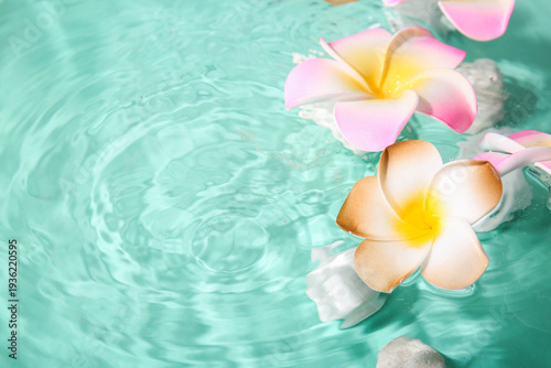 Beautiful plumeria flowers ...