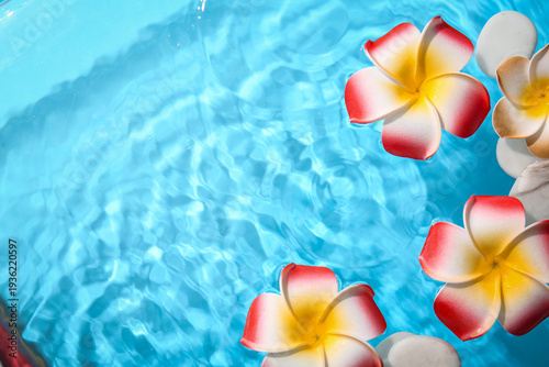 Beautiful plumeria flowers ...